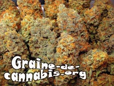afghan-kush